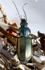 Agonum