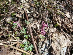 Corydalis caucasica