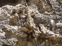 Laudakia stellio stellio
