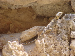 Laudakia stellio stellio