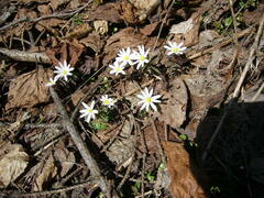 Anemonoides caucasica