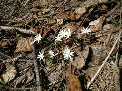 Anemonoides caucasica