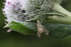 Terellia tussilaginis