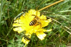 Dasypoda hirtipes