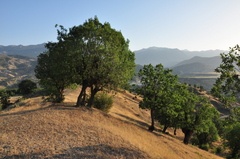 Quercus brantii