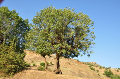 Quercus brantii
