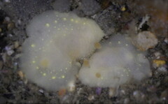 Cadlina modesta