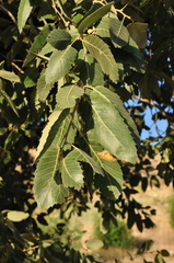 Quercus brantii