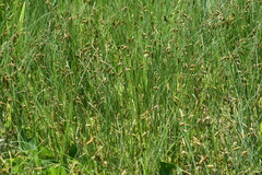 Carex magellanica