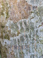 Lecanora carpinea