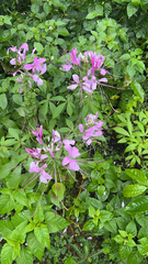 Cleome houtteana