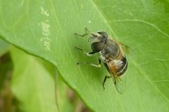 Eristalis arbustorum