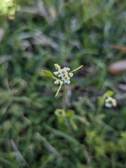 Tomostima platycarpa
