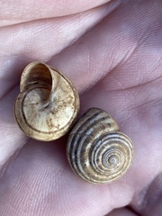 Pseudotachea splendida