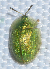 Cassida hemisphaerica