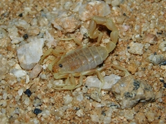 Parabuthus nanus