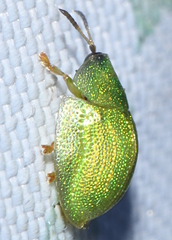 Cassida hemisphaerica