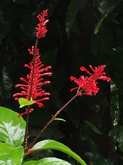Odontonema
