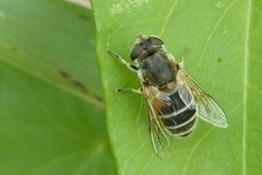 Eristalis arbustorum