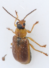 Galerucella tenella