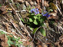Pulmonaria mollis