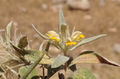 Phlomis bruguieri