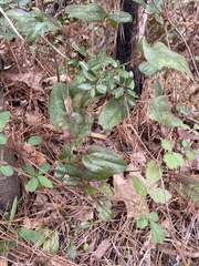 Smilax smallii