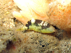 Balistoides viridescens