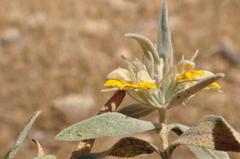 Phlomis bruguieri