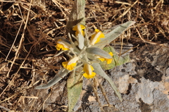 Phlomis bruguieri