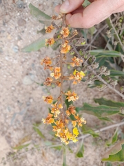 Byrsonima crassifolia