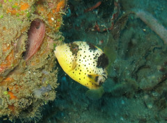 Balistoides viridescens