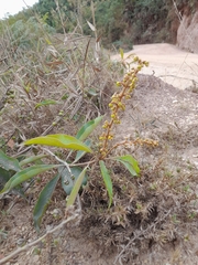 Byrsonima crassifolia