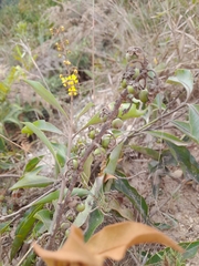 Byrsonima crassifolia