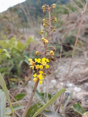 Byrsonima crassifolia