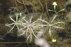 Utricularia inflata