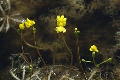 Utricularia inflata