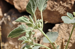 Chrozophora tinctoria