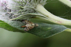 Terellia tussilaginis