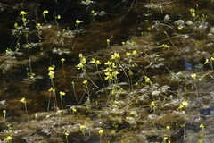 Utricularia inflata