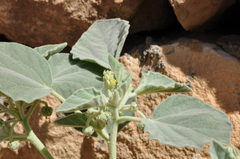 Chrozophora tinctoria