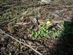 Primula elatior