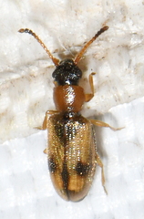 Psammoecus bipunctatus