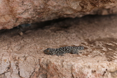 Ptyodactylus