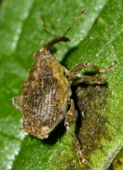 Parethelcus pollinarius