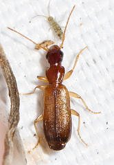 Paradromius linearis
