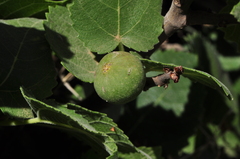 Ficus carica rupestris
