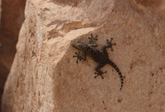 Ptyodactylus