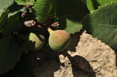 Ficus carica rupestris