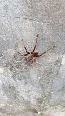 Cyrtopholis portoricae